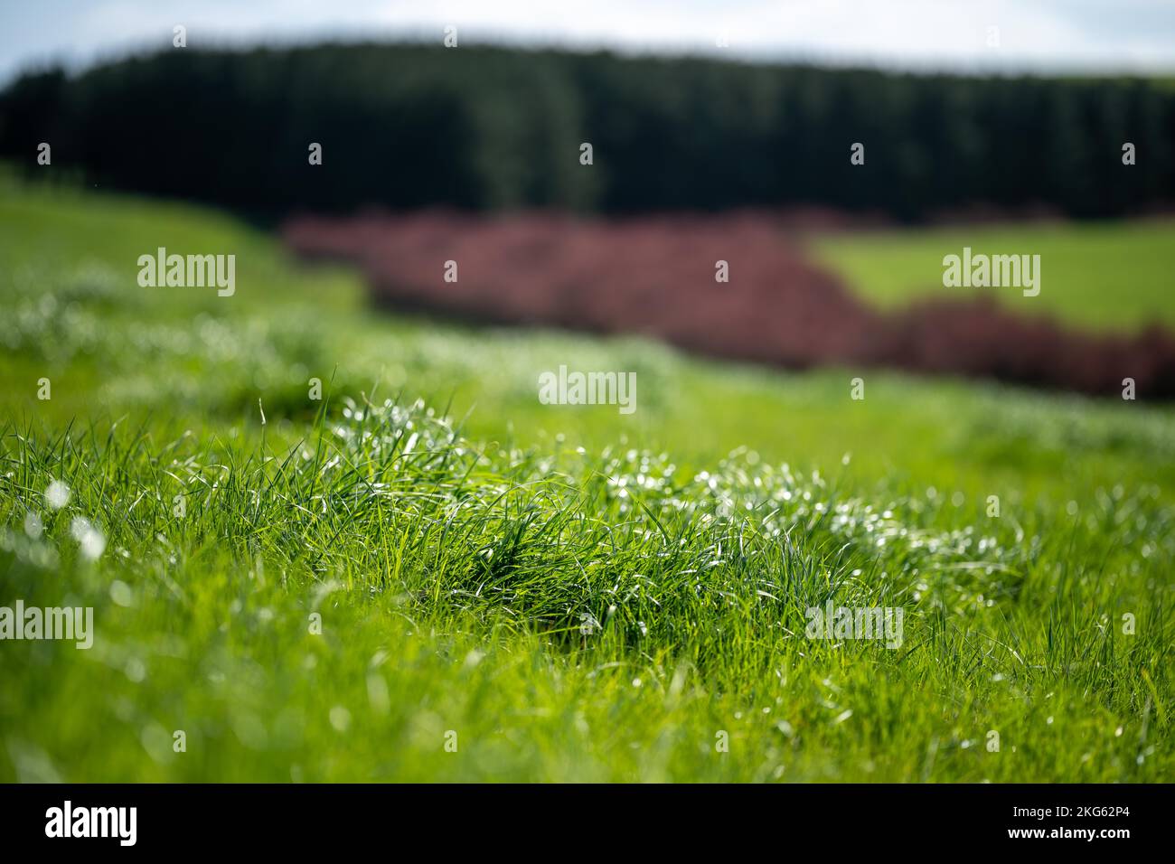 pasture and grass in a paddock on a regenerative organic flowers in a ...
