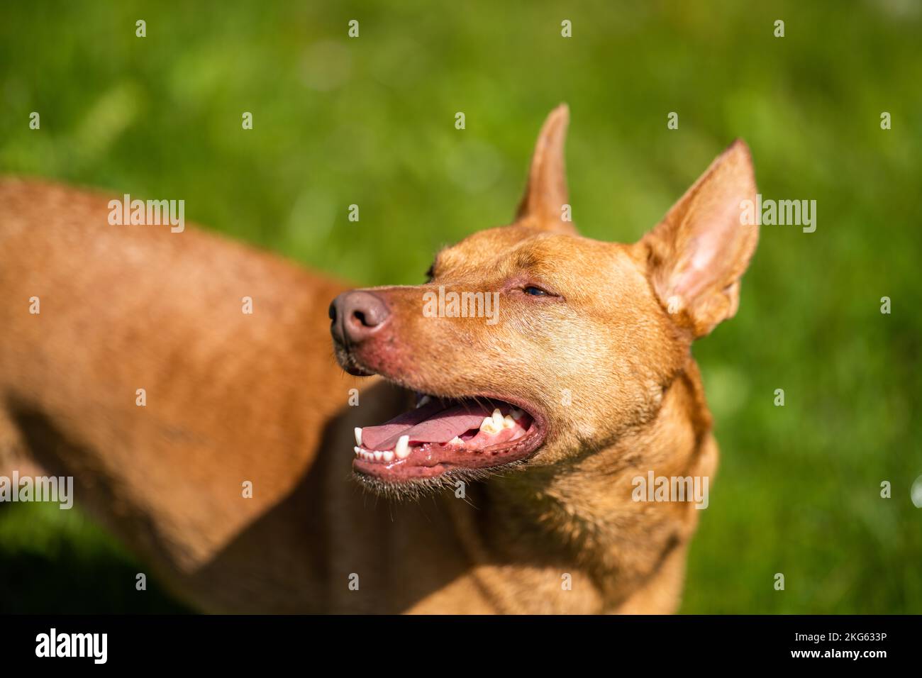 kelpie on a farm in outback australia. Working cattle dog in a field in