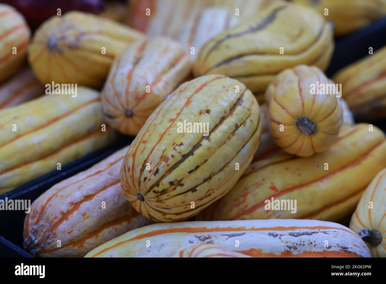 Delicata Squash on display at a the Union Square in New York, New York, Wednesday, Nov. 9, 2022