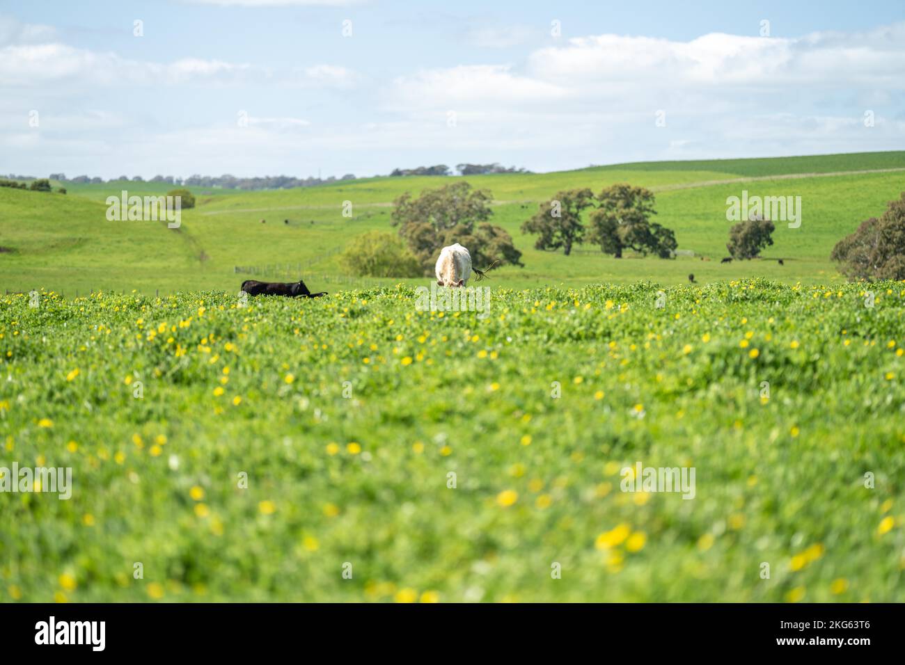 Pretty Paddock pasture and grass in a paddock on a regenerative organic flowers in a ...