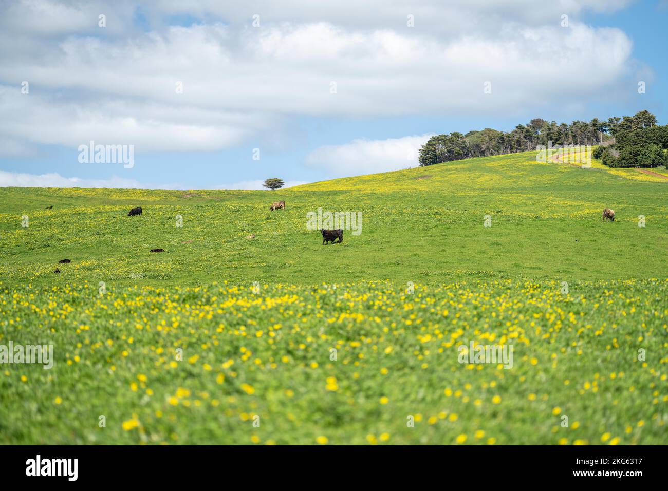 pasture and grass in a paddock on a regenerative organic flowers in a ...