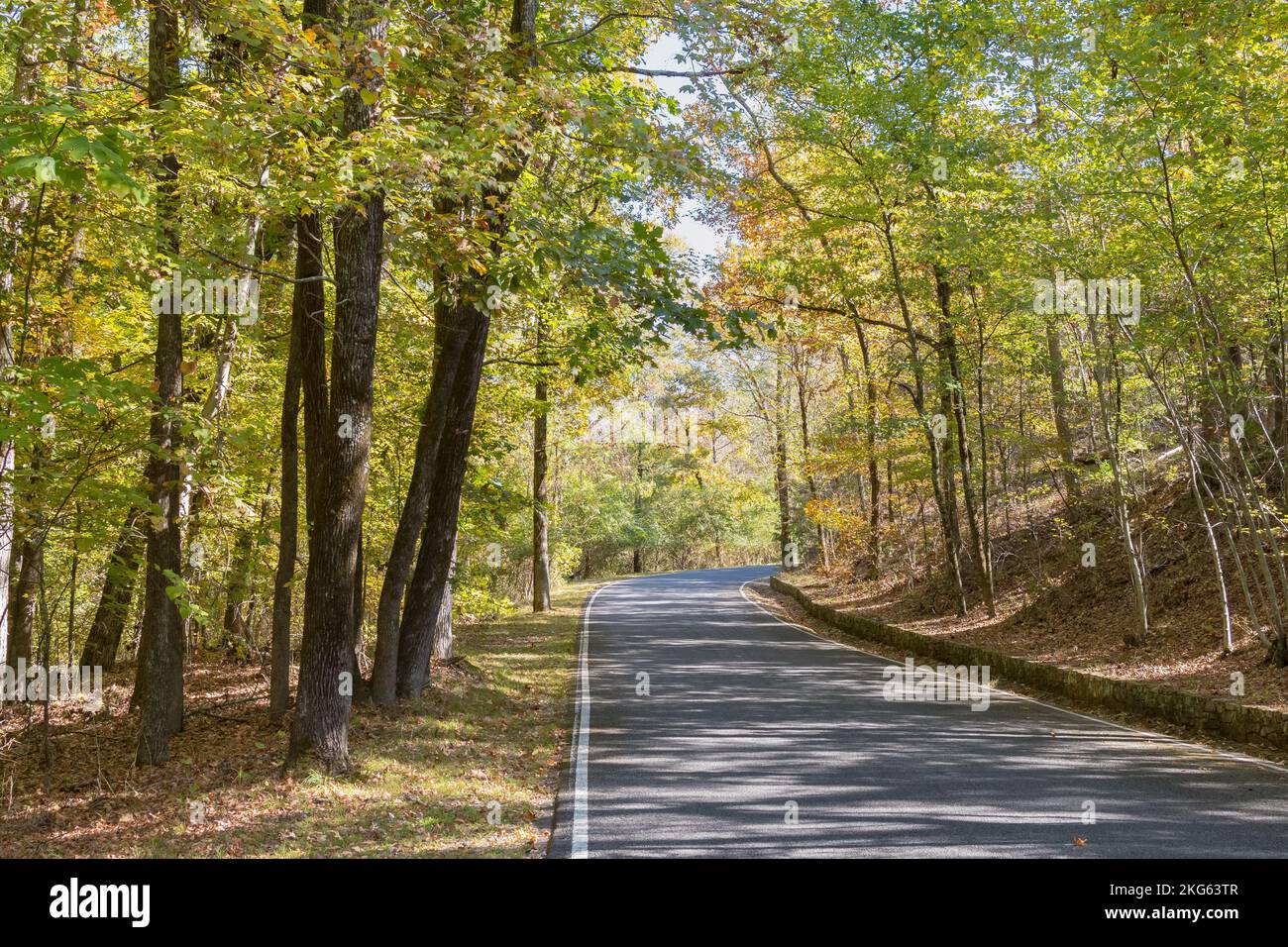 October in a golden hued Arkansas forest. Stock Photo