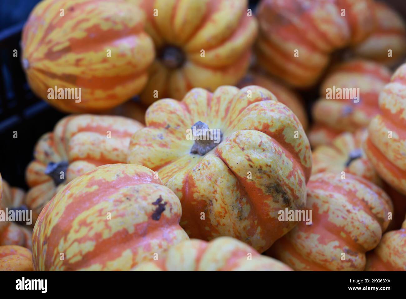 Squash and pumpkins on display at a the Union Square in New York, New York, Wednesday, Nov. 9