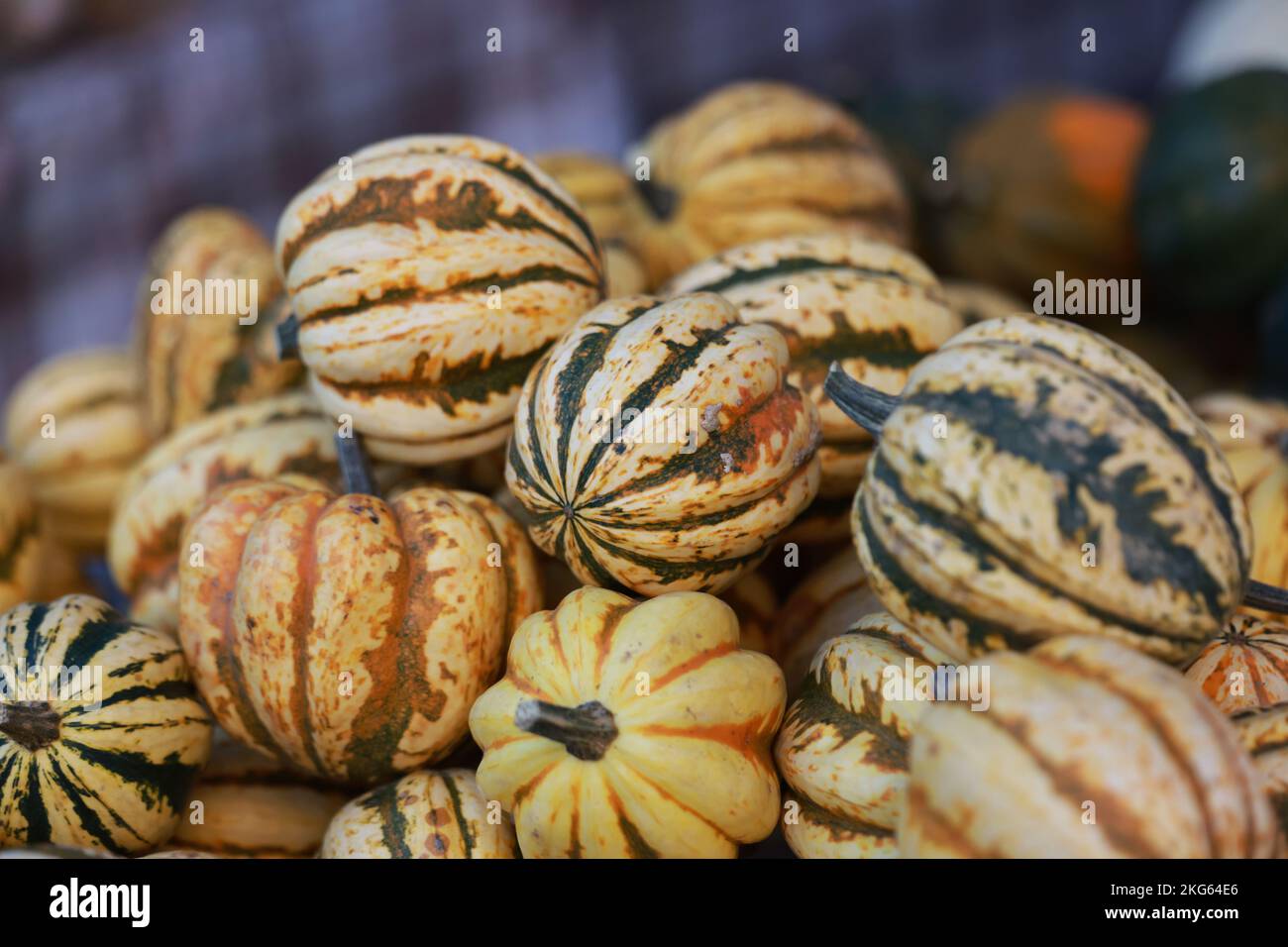 Squash and pumpkins on display at a the Union Square in New York, New York, Wednesday, Nov. 9