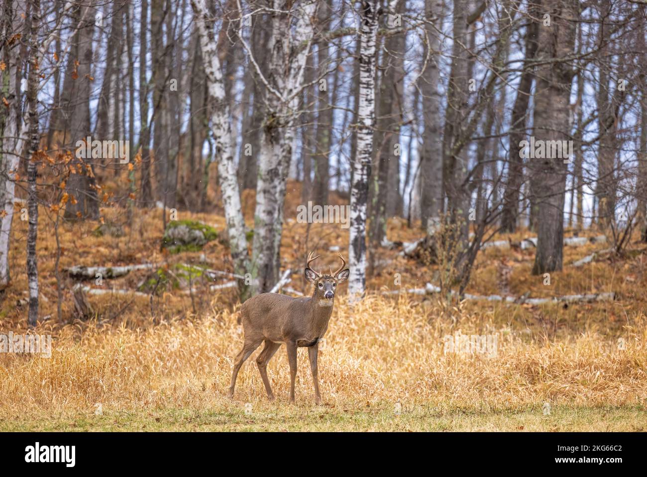 White-tailed buck during the rut in northern Wisconsin Stock Photo - Alamy