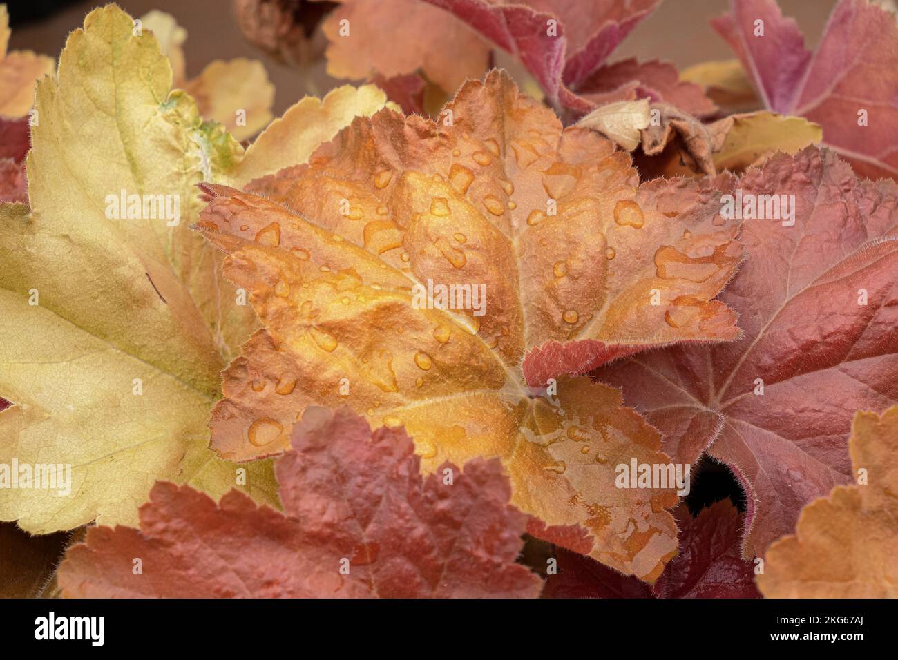 Fallen autumn leaves with raindrops Stock Photo