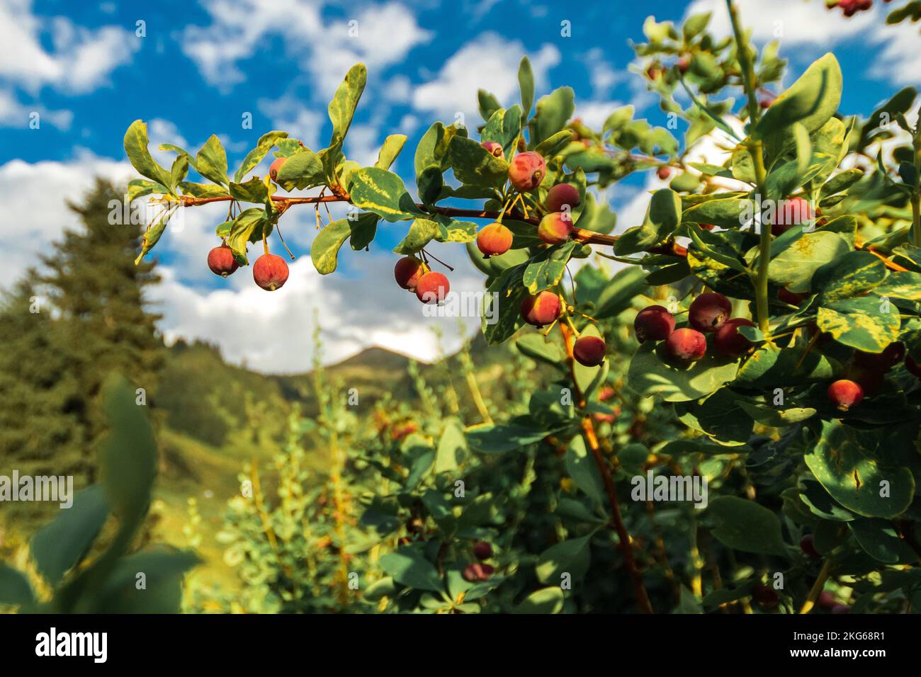 Flora and vegetation in summer mountain of central asia Stock Photo - Alamy