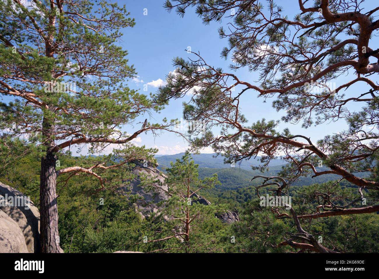 Big old pine tree growing on rocky mountain top under blue sky on ...