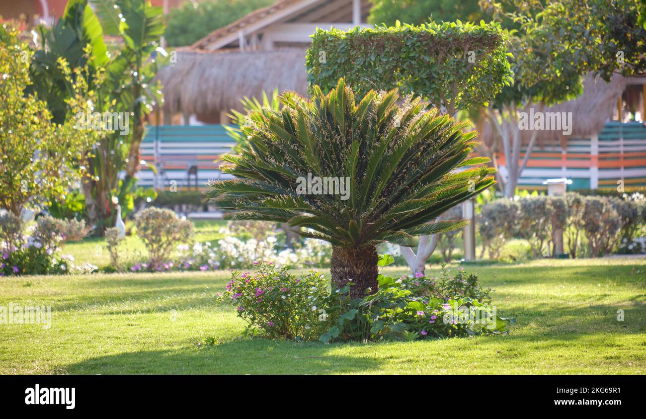 Closeup of green tropical plants in summer garden Stock Photo - Alamy