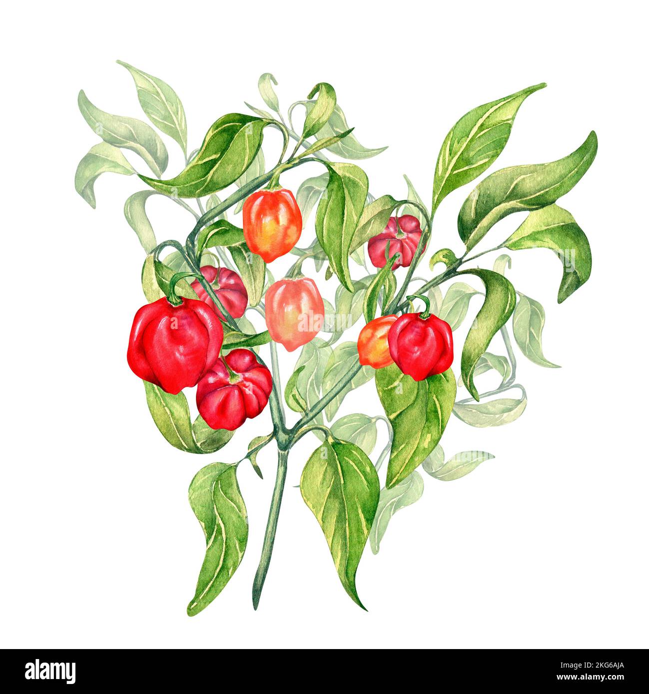 Habanero chili pepper bush watercolor illustration isolated on white background. Spicy pepper plant hand drawn. Design element for wrapping, menu, mar Stock Photo