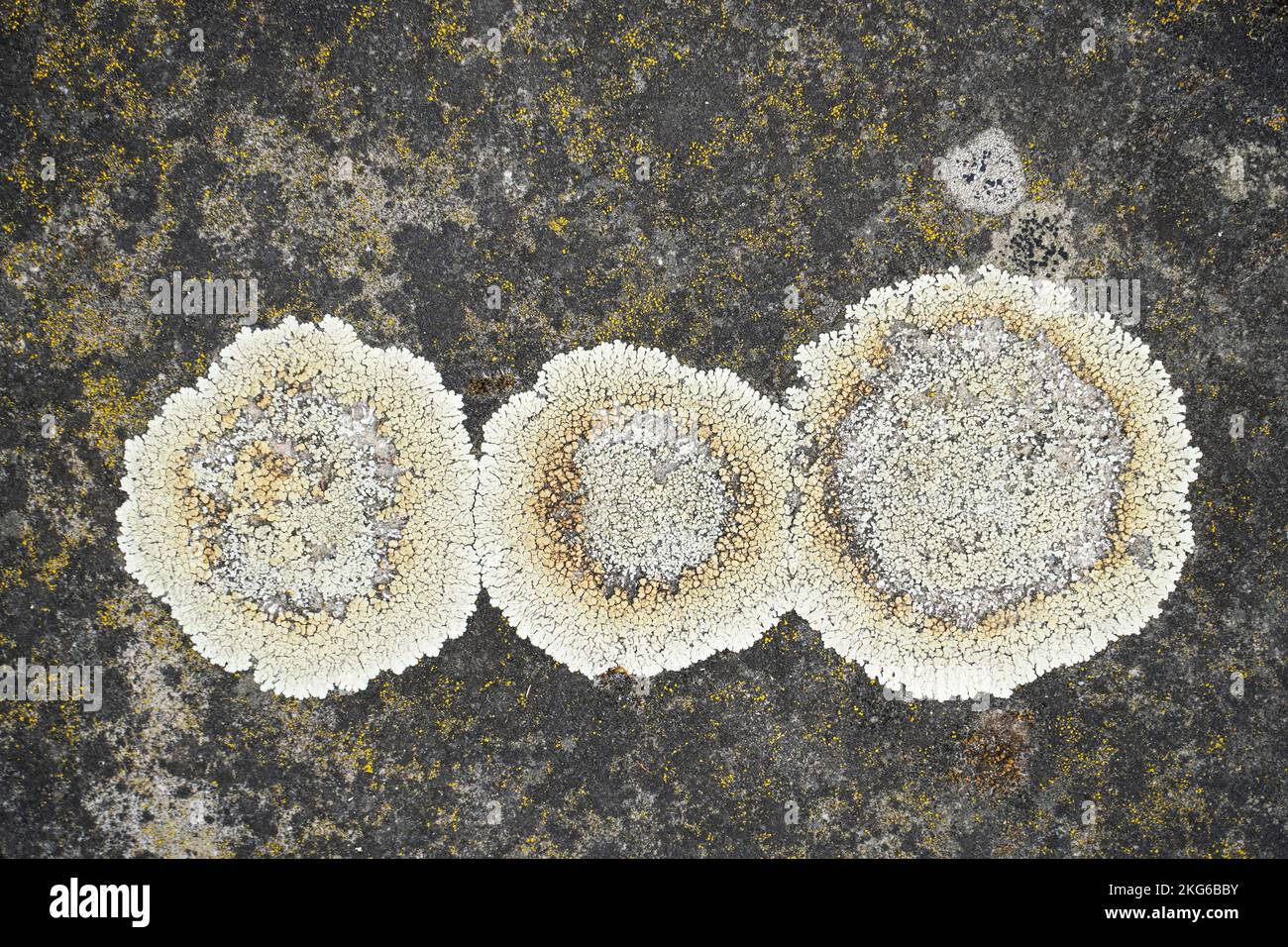 A closeup shot of lichen growing on a stone in bright light Stock Photo
