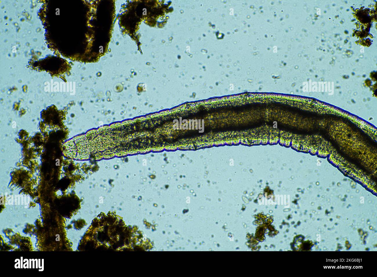 microscopic worm in the soil in australia in compost Stock Photo Alamy