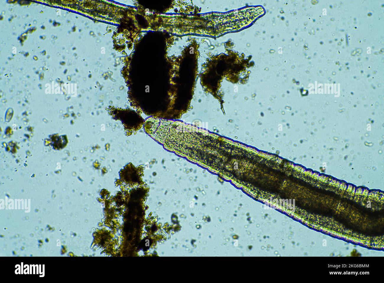 soil worms and bug in a compost pile Stock Photo Alamy