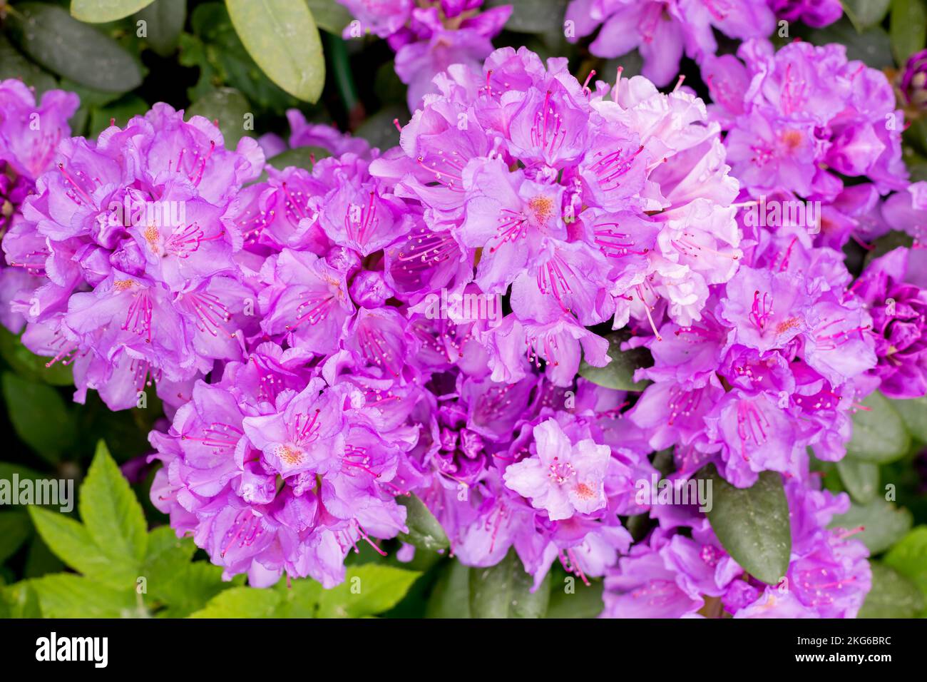 Rhododendron ,beautiful blooming azalea flowering decorative shrubs