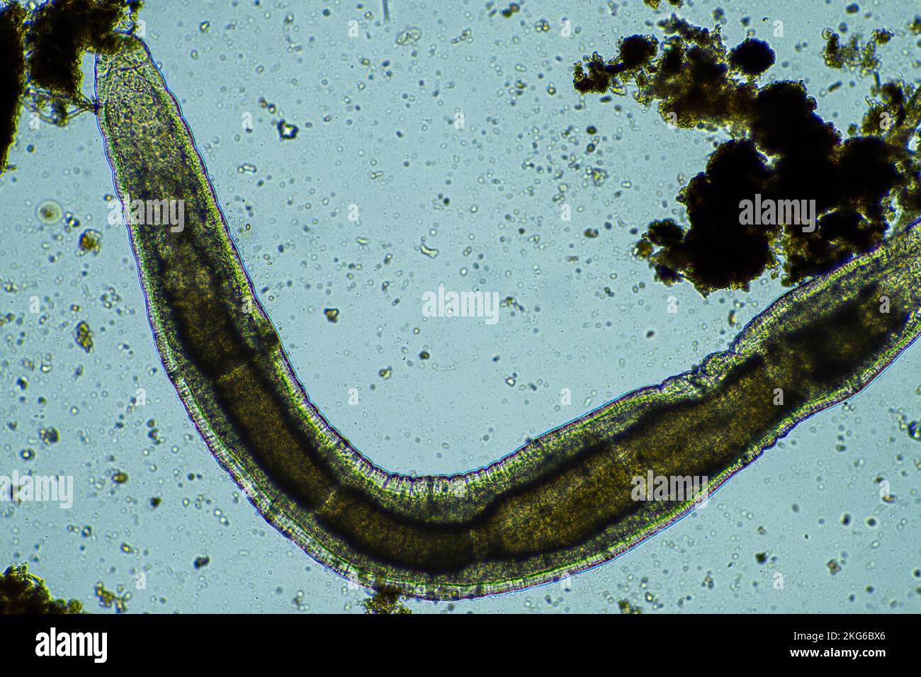 Parasite From Insect insect parasite in the soil in australia on a farm Stock Photo - Alamy