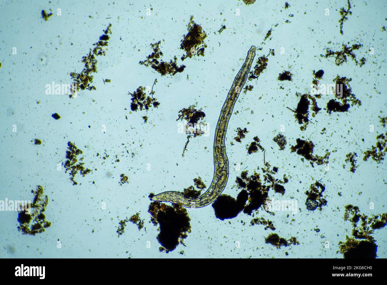 microscopic worm in the soil in australia in compost Stock Photo Alamy