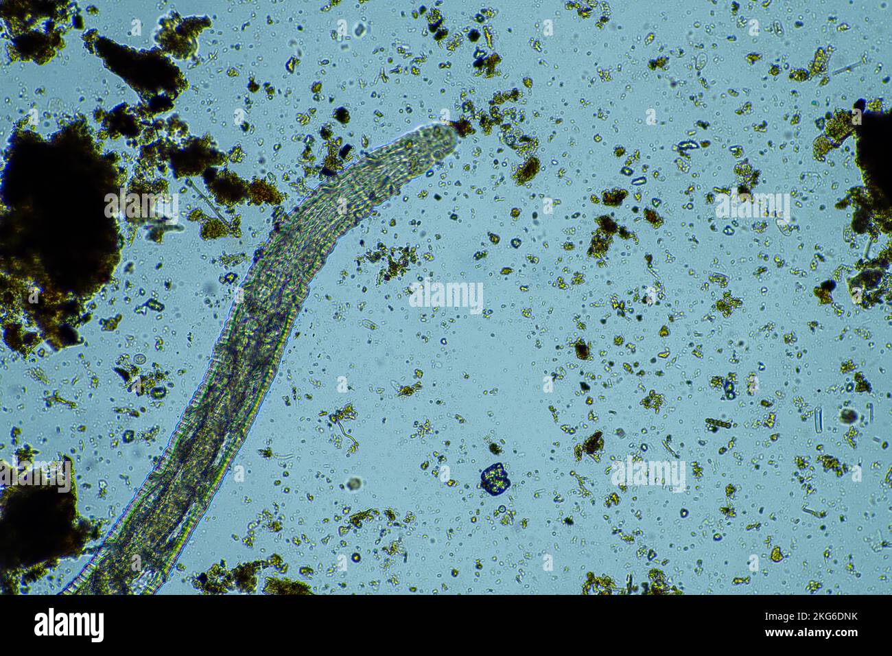 soil worms and bug in a compost pile Stock Photo Alamy