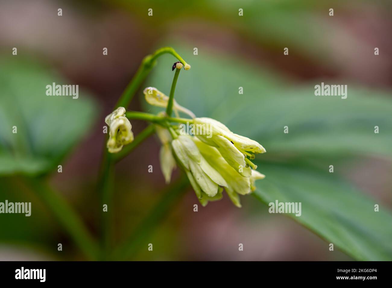 Cardamine enneaphyllos flower growing in meadow, close up Stock Photo
