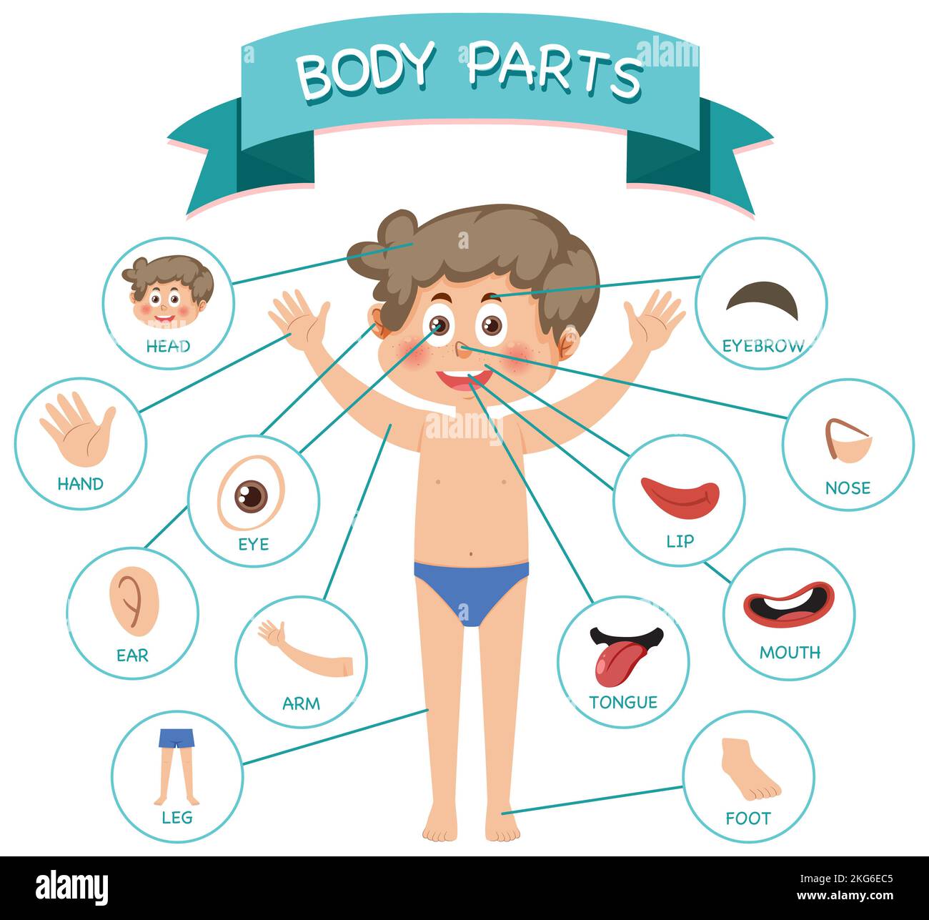 Body parts with vocabulary illustration Stock Photo - Alamy