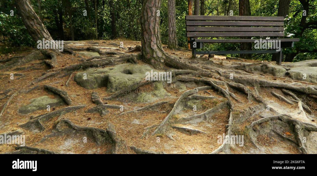 Widespread roots hi-res stock photography and images - Alamy