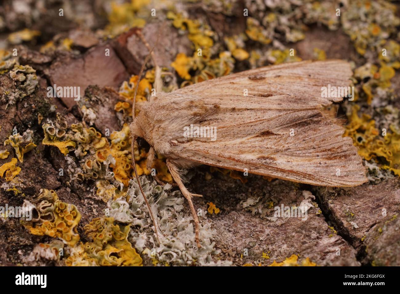 Detailed closeup on the light arches owlet moth, Apamea lithoxylaea moth isolated on a wooden surface Stock Photo