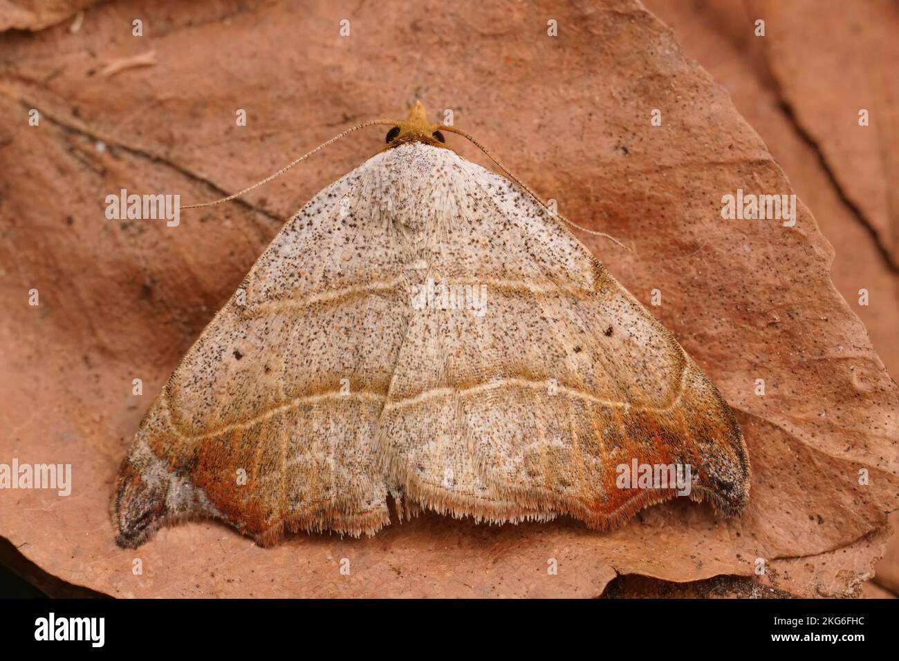 Detailed closeup on a fresh emerged Beautiful hooktip moth, Laspeyria flexula with open wings on wood Stock Photo