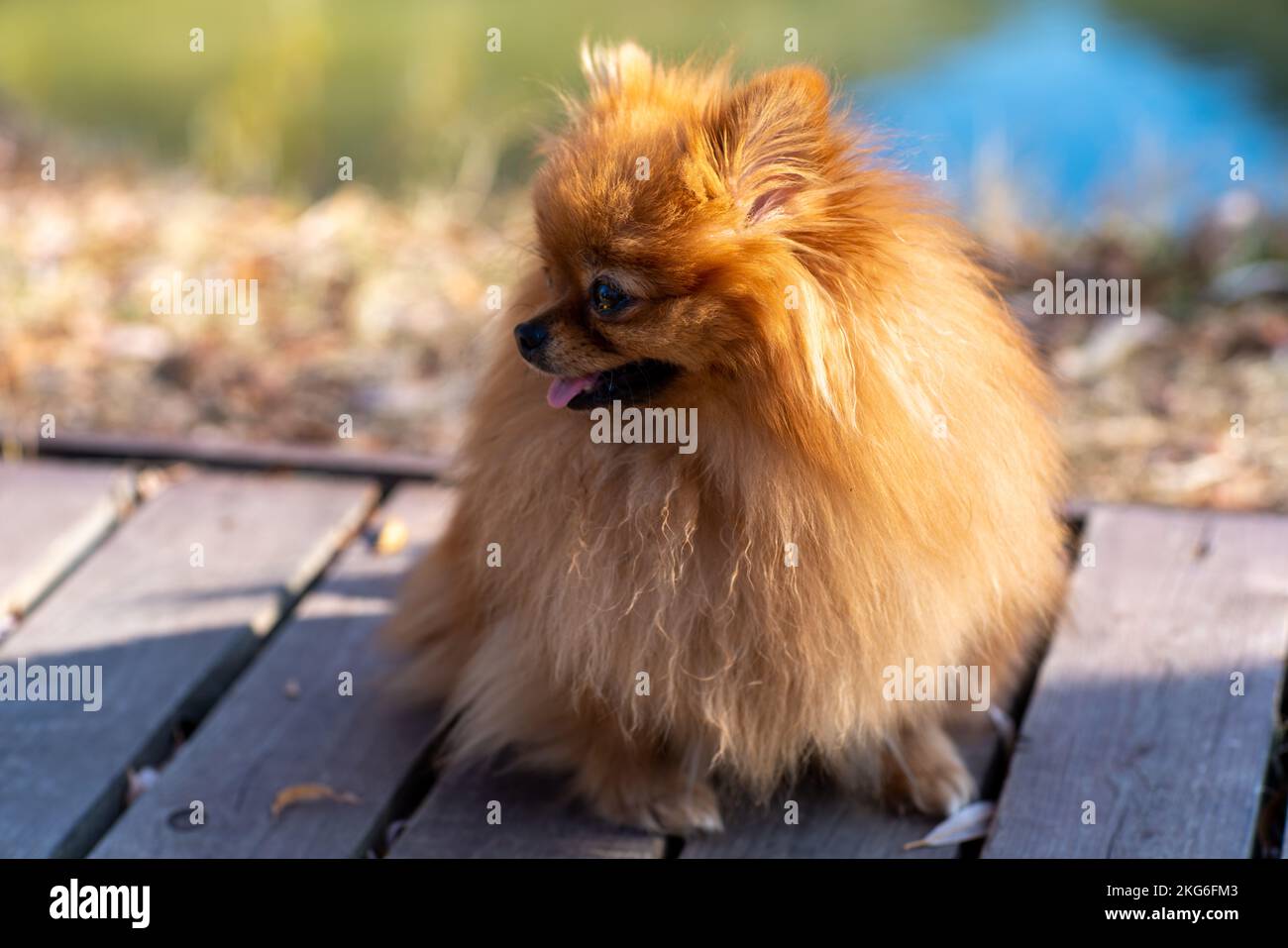 Mini pomeranian walks in the park. Pomeranian on a walk in the autumn park. Dog on the street. Stock Photo