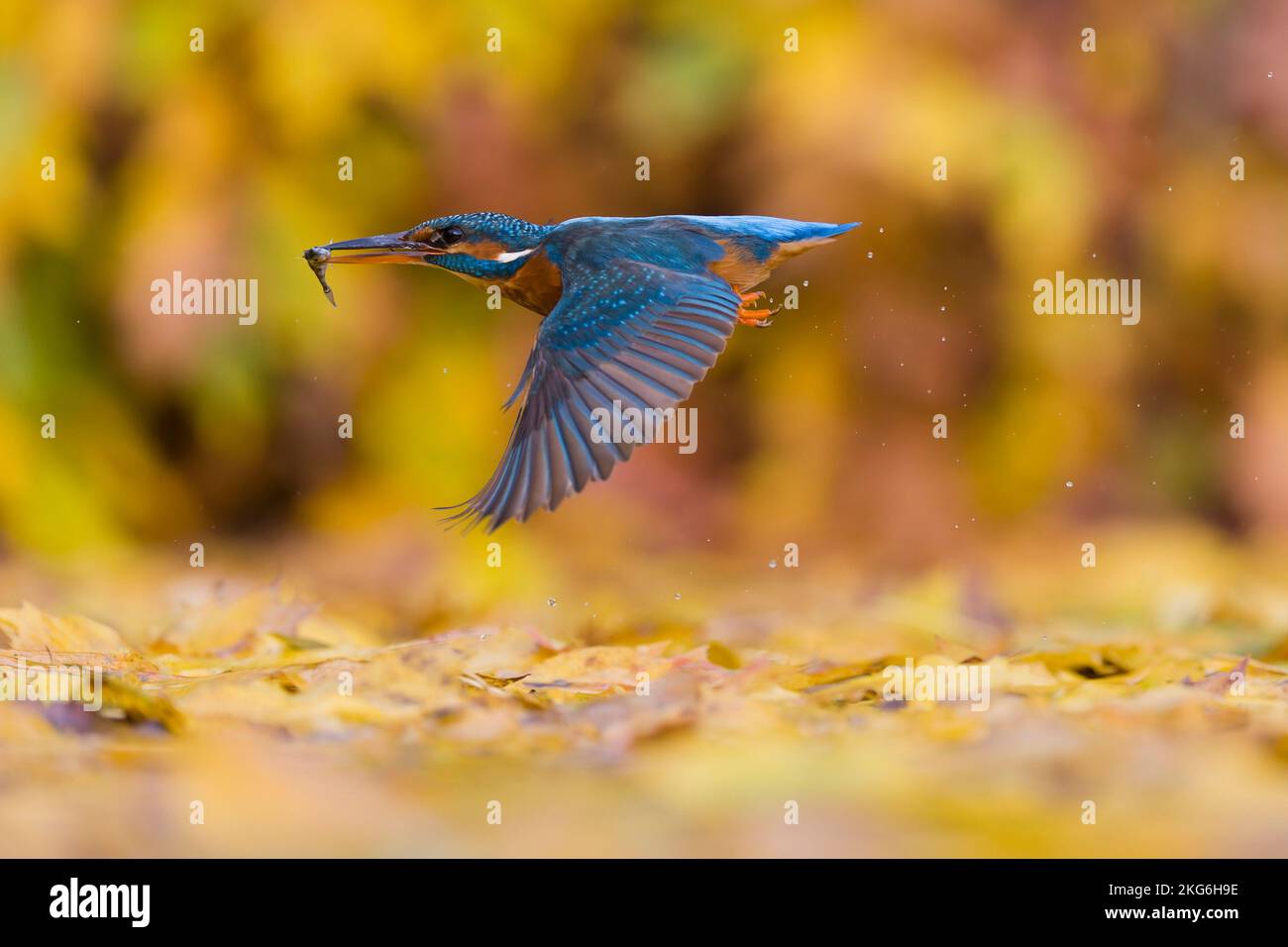 Common kingfisher Alcedo atthis, adult female flying over leaf covered pond with Three-spined stickleback Gasterosteus aculeatus, prey in beak Stock Photo