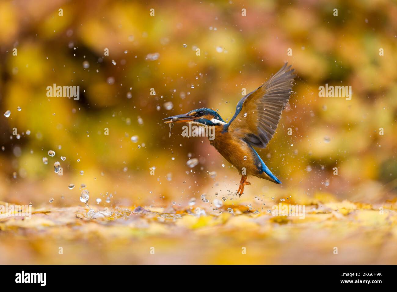 Common kingfisher Alcedo atthis, adult female emerging from leaf covered pond with Three-spined stickleback Gasterosteus aculeatus, prey in beak Stock Photo