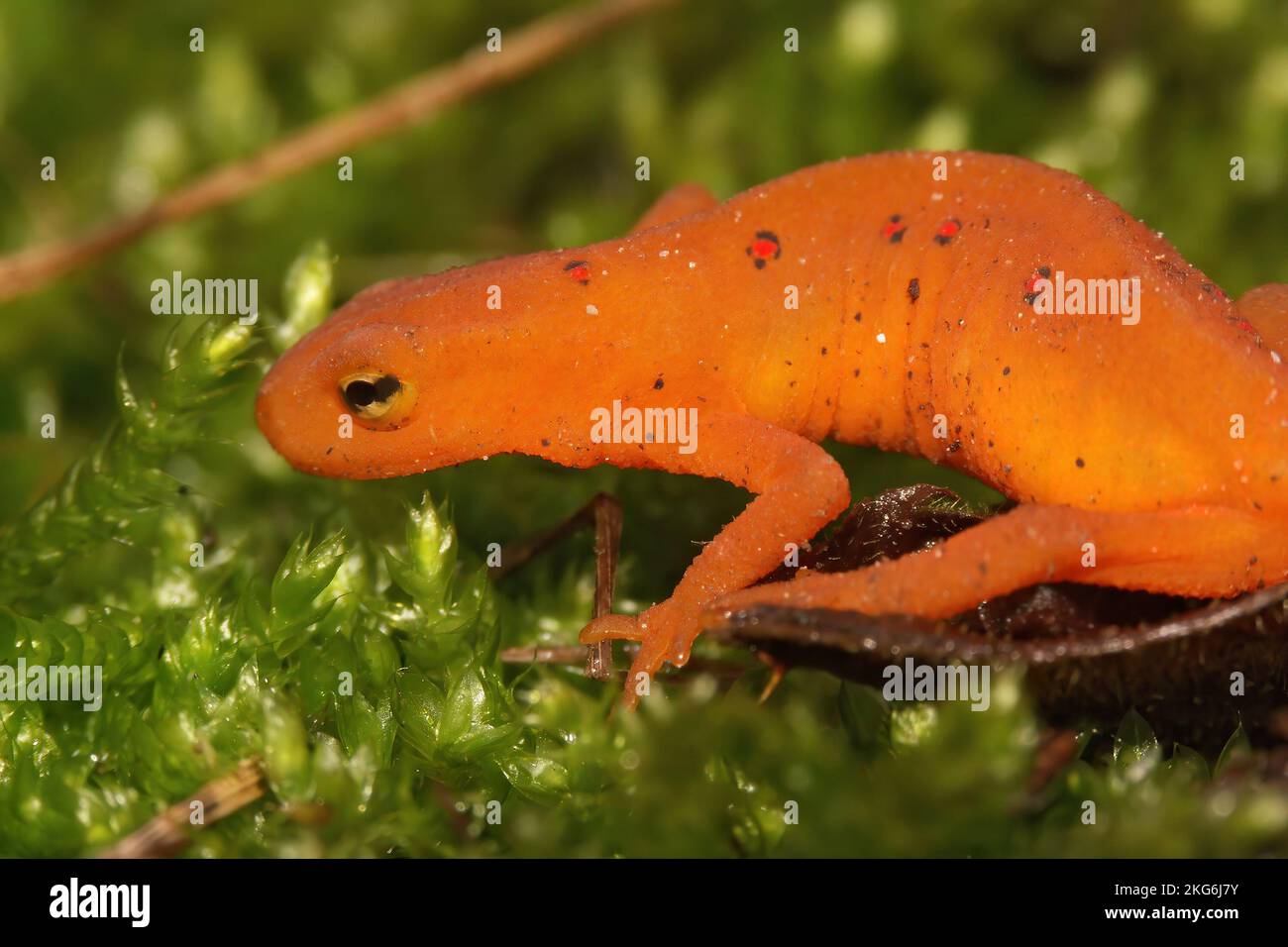 Natural closeup on a colorful red eft stage juvenile Red-spotted newt Notophthalmus viridescens sitting on moss Stock Photo