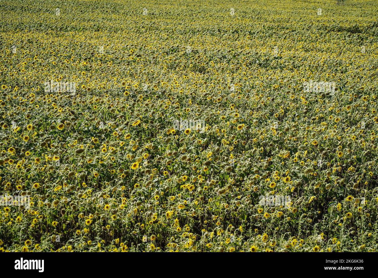 A scenic view of a field full of sunflowers on a sunny day Stock Photo ...