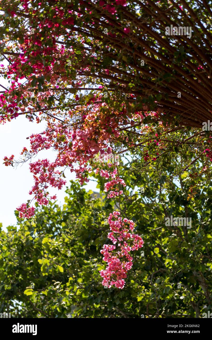 A vertical shot of cape myrtle (Lagerstroemia indica) flowers on branches Stock Photo