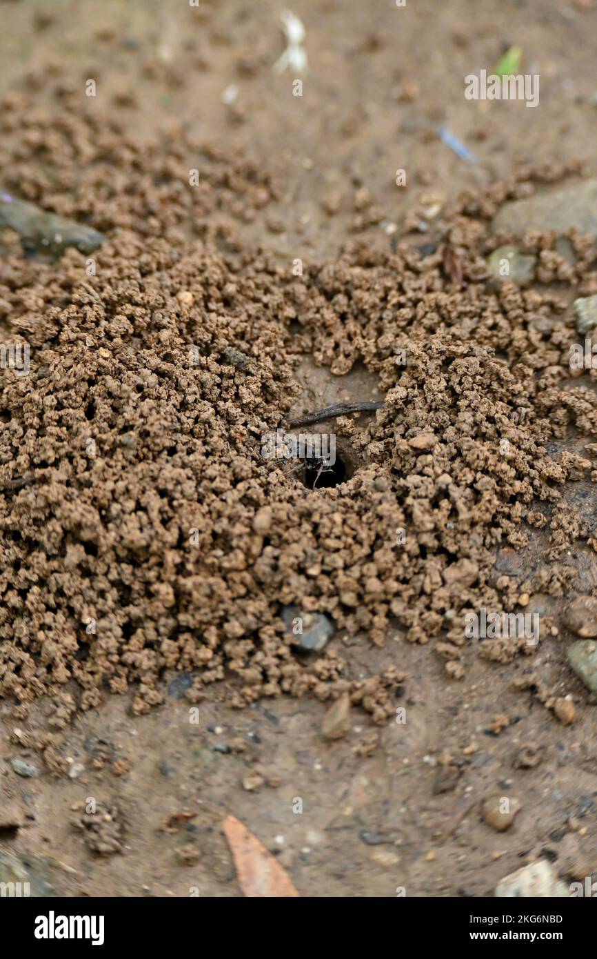 A vertical macro shot of an ant nest with an underground hole, ant ...