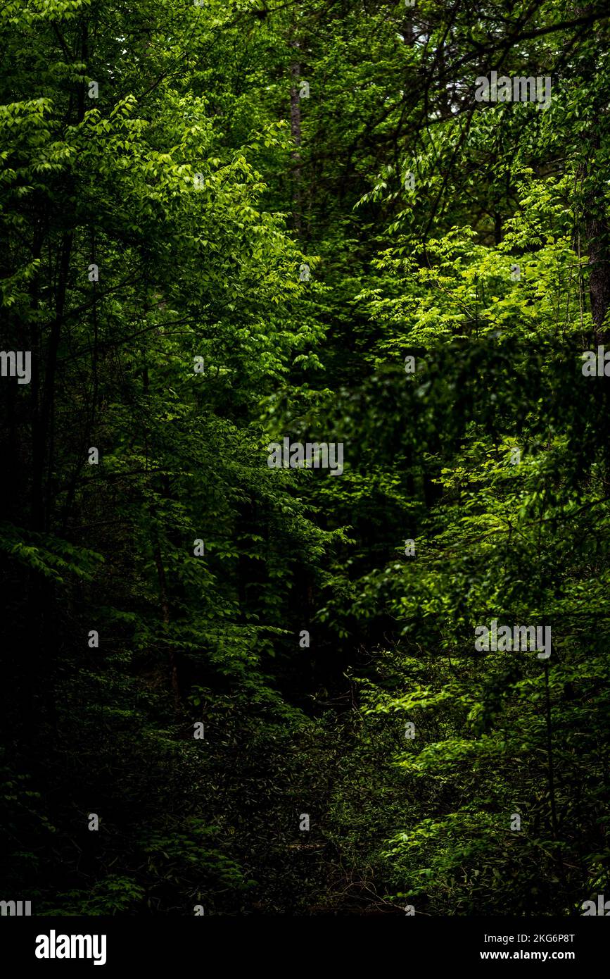 Vertical shot tall trees hi-res stock photography and images - Alamy