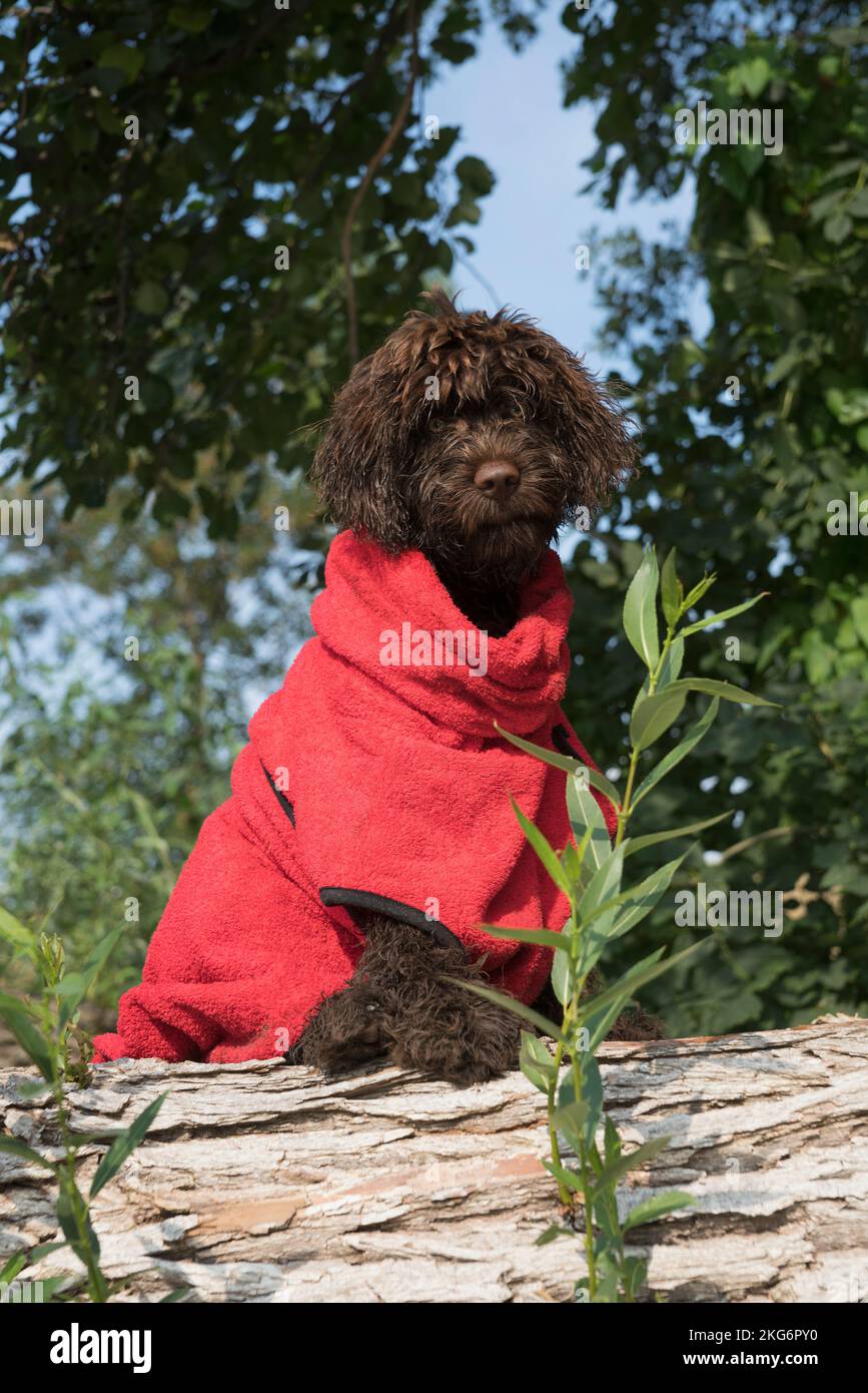 Portrait cute brown Barbet dog wearing sweater Stock Photo