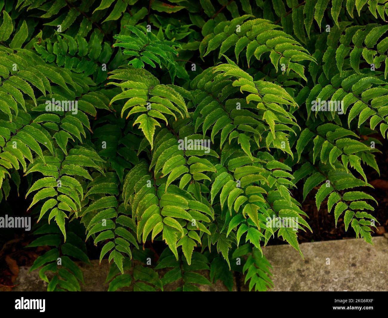 Closeup of the evergreen leaves of the ornamental garden fern  cyrtomium fortune. Stock Photo