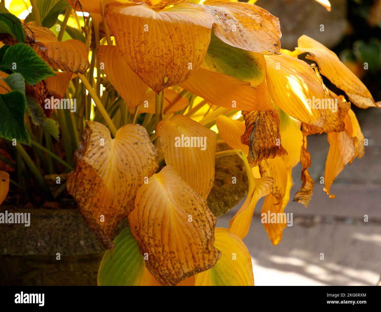 Mature mellow hosta leaves seen turning yellow in autumn Stock Photo