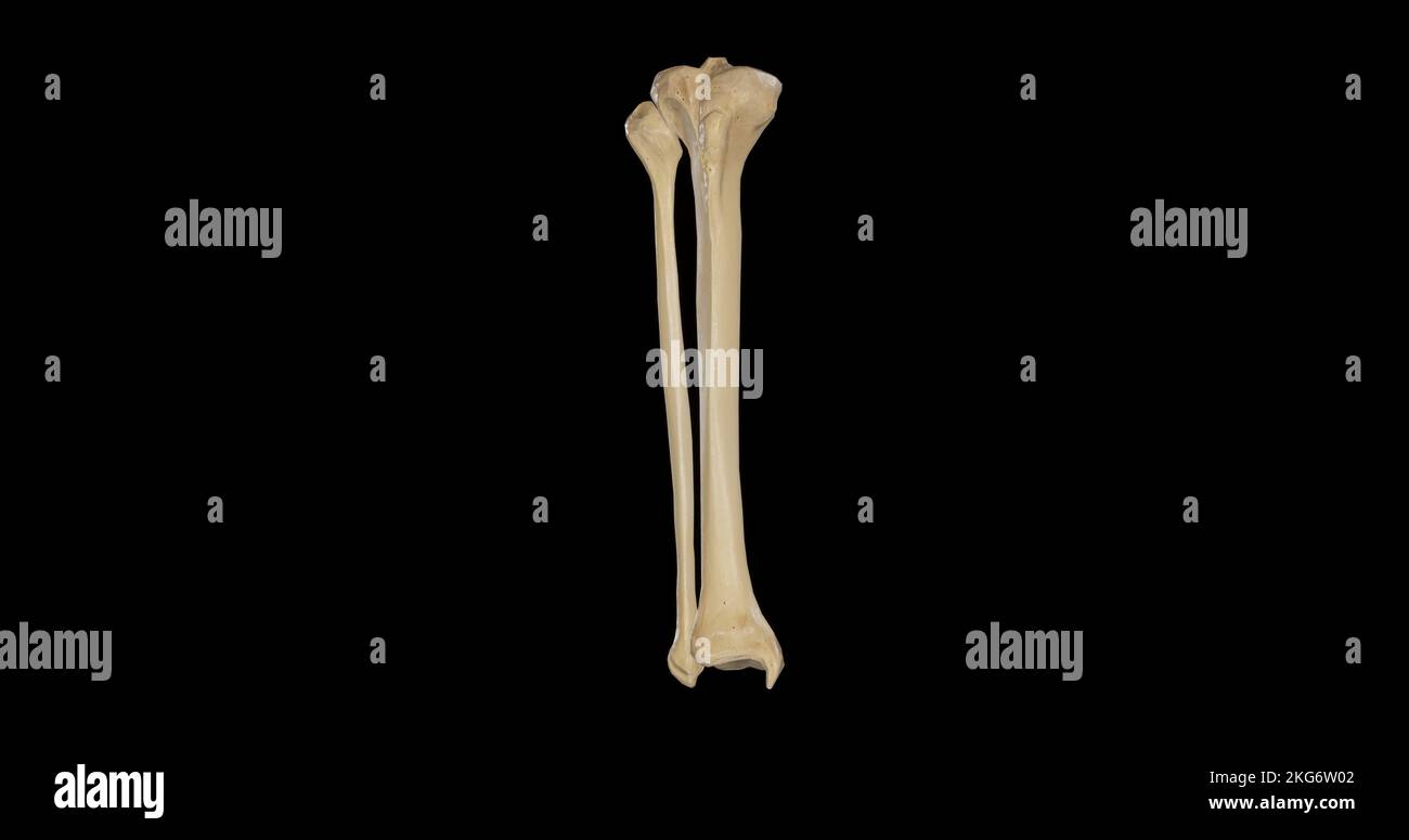 Anterior view of Bones of Right Leg Stock Photo