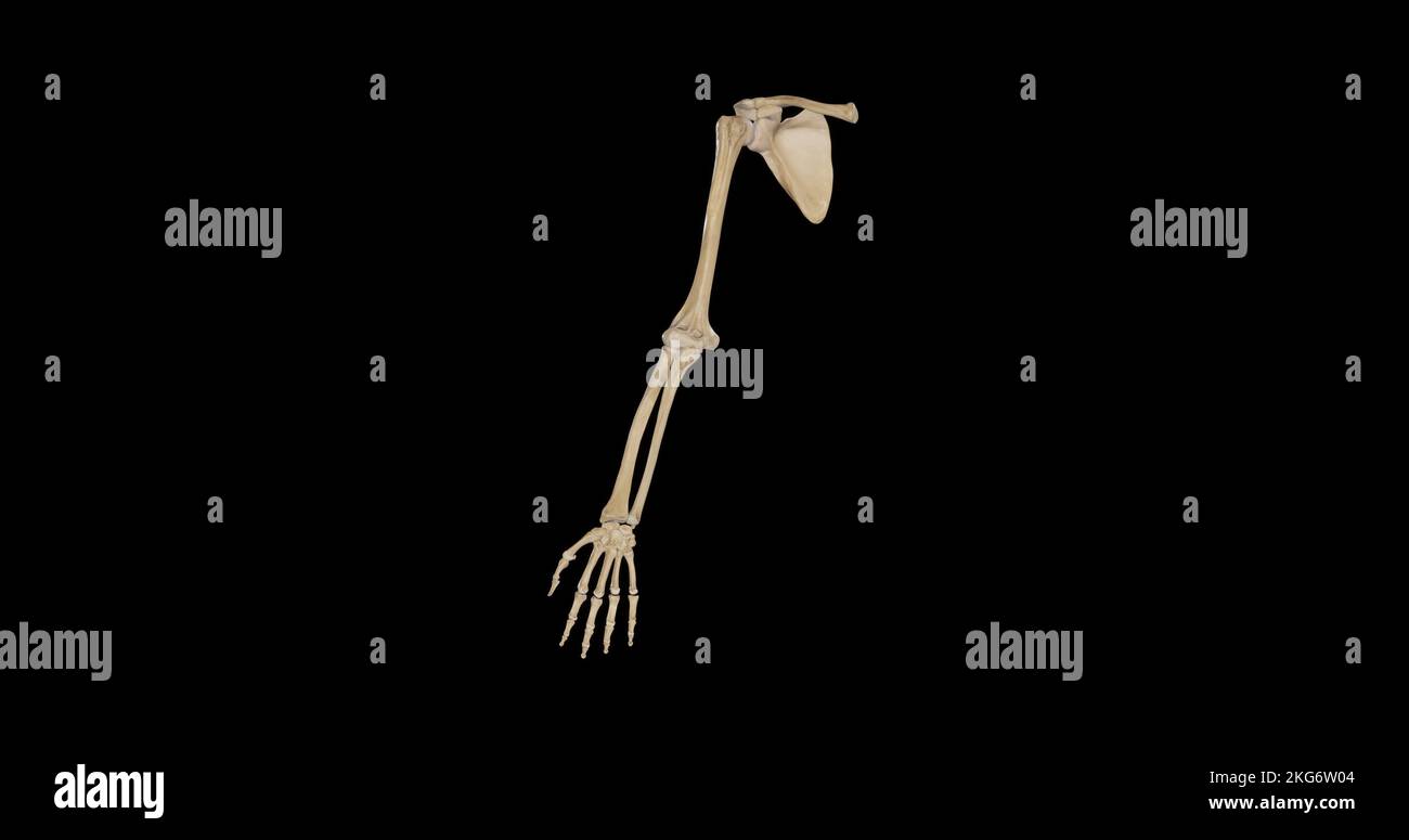 Anterior View of Bones of Upper Limb Stock Photo