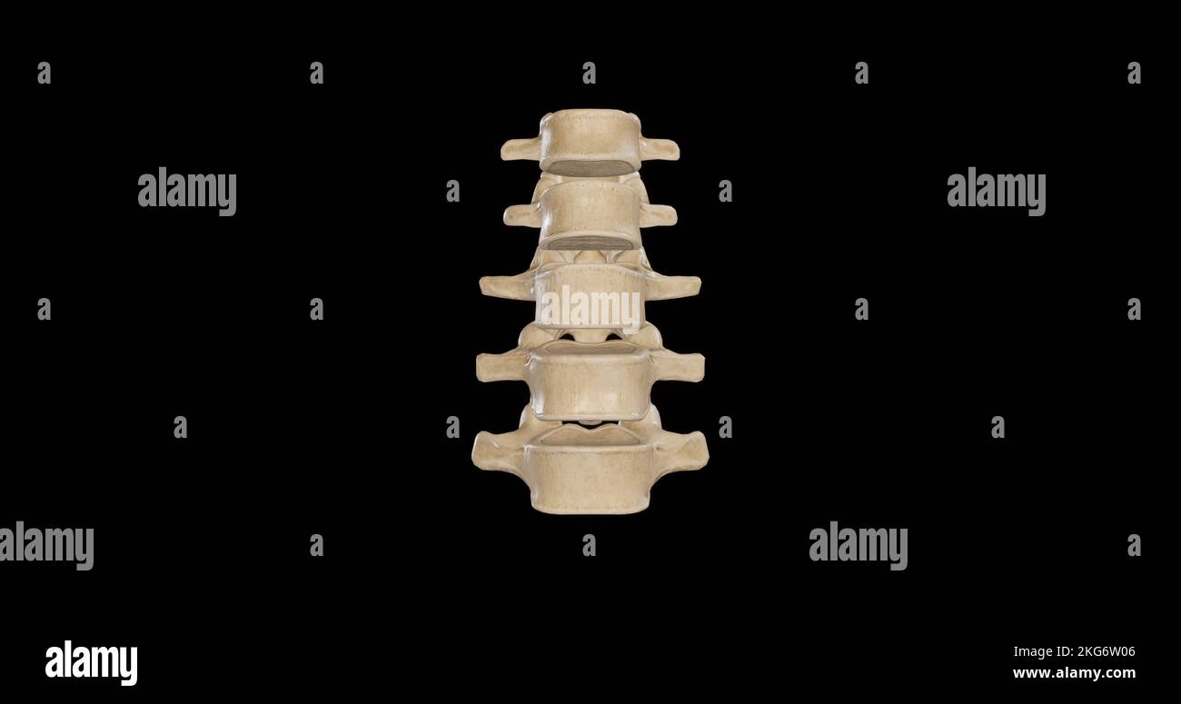 Anterior view of Lumbar Vertebrae Stock Photo