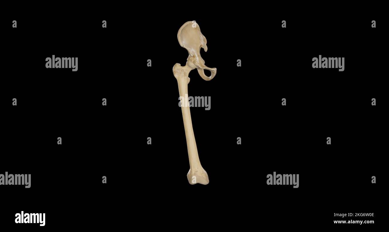 Anterior view of Skeletal Framework of Hip Joint Stock Photo