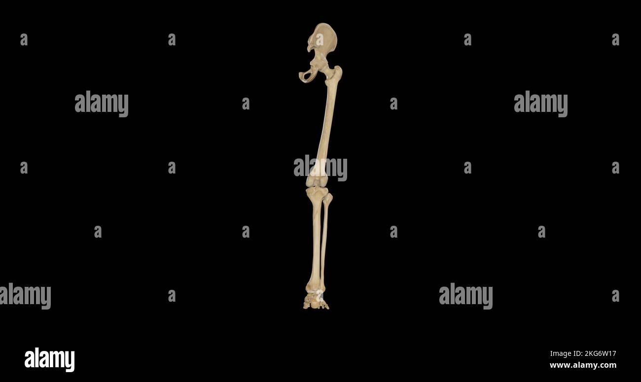 Bones of Right Lower Limb - Posterior View Stock Photo