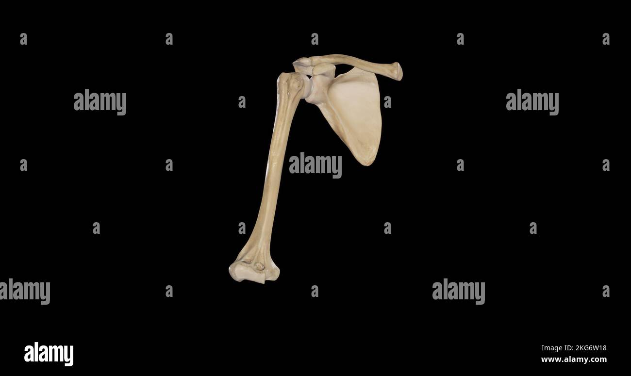 Bones of Shoulder Girdle - Anterior View Stock Photo