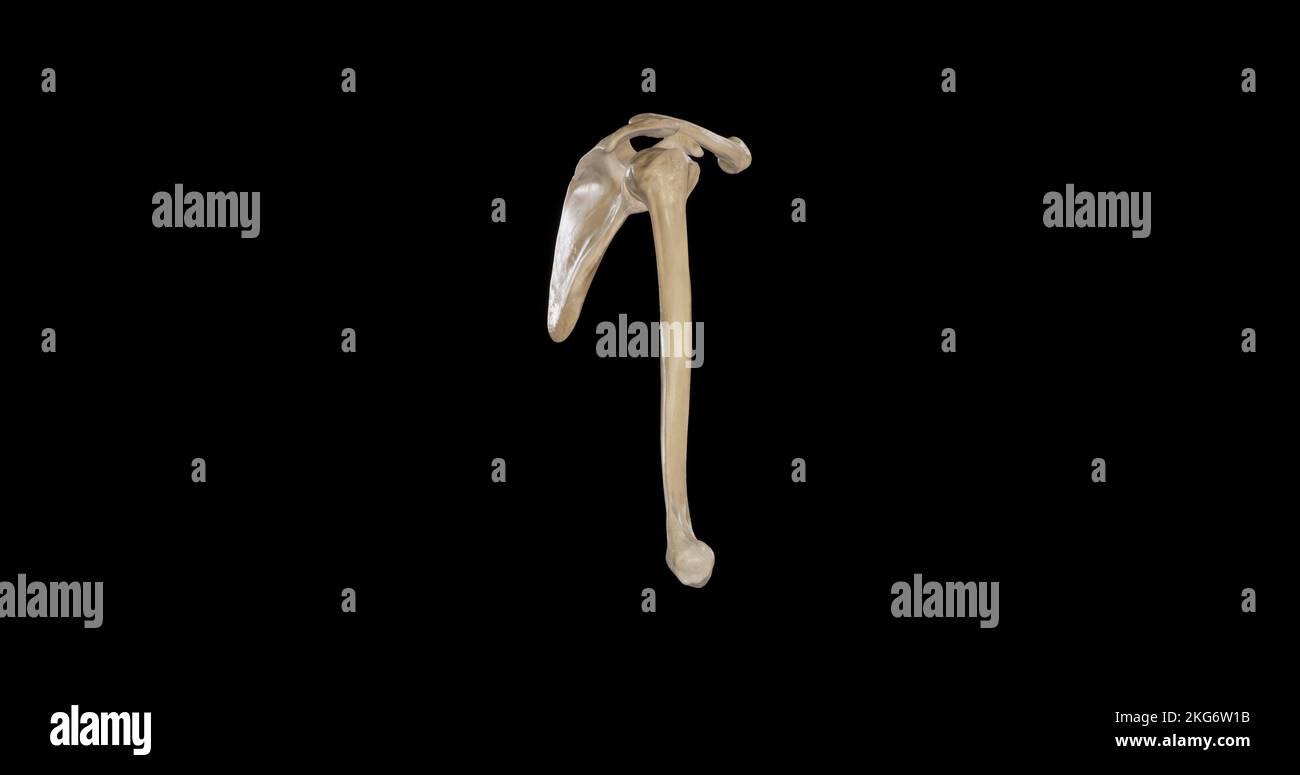 Bones of Shoulder Girdle - Lateral View Stock Photo