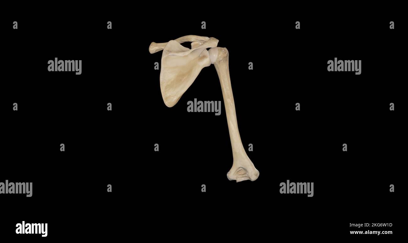 Bones of Shoulder Girdle - Posterior View Stock Photo
