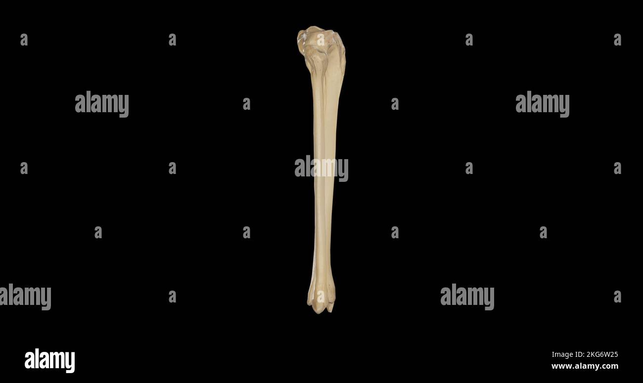 Lateral view of Bones of Right Leg Stock Photo