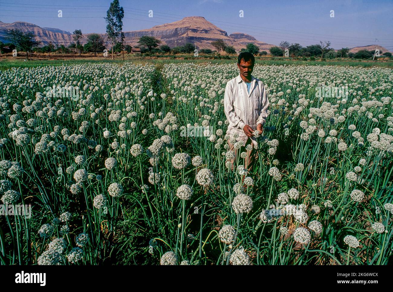Onion farming india hi-res stock photography and images - Alamy