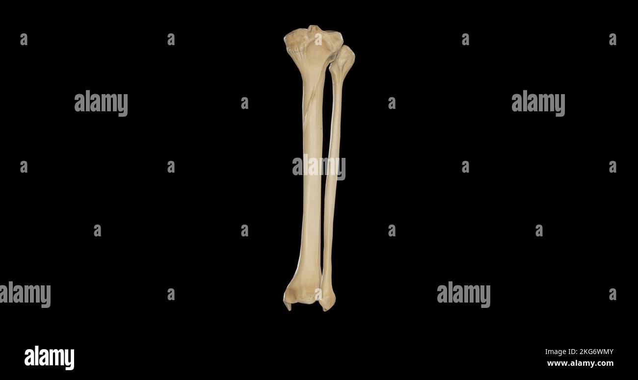 Posterior view of Bones of Right Leg Stock Photo