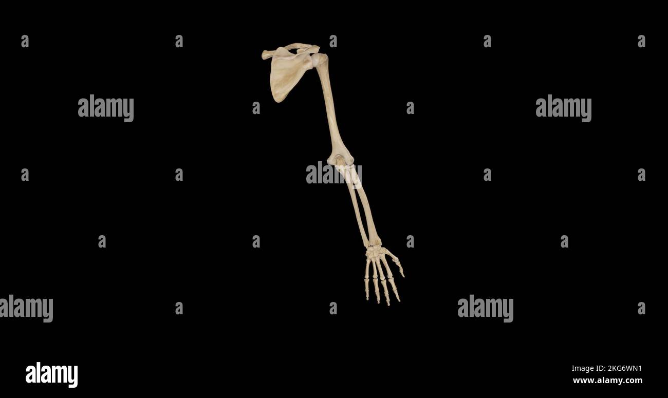 Posterior View of Bones of Upper Limb Stock Photo