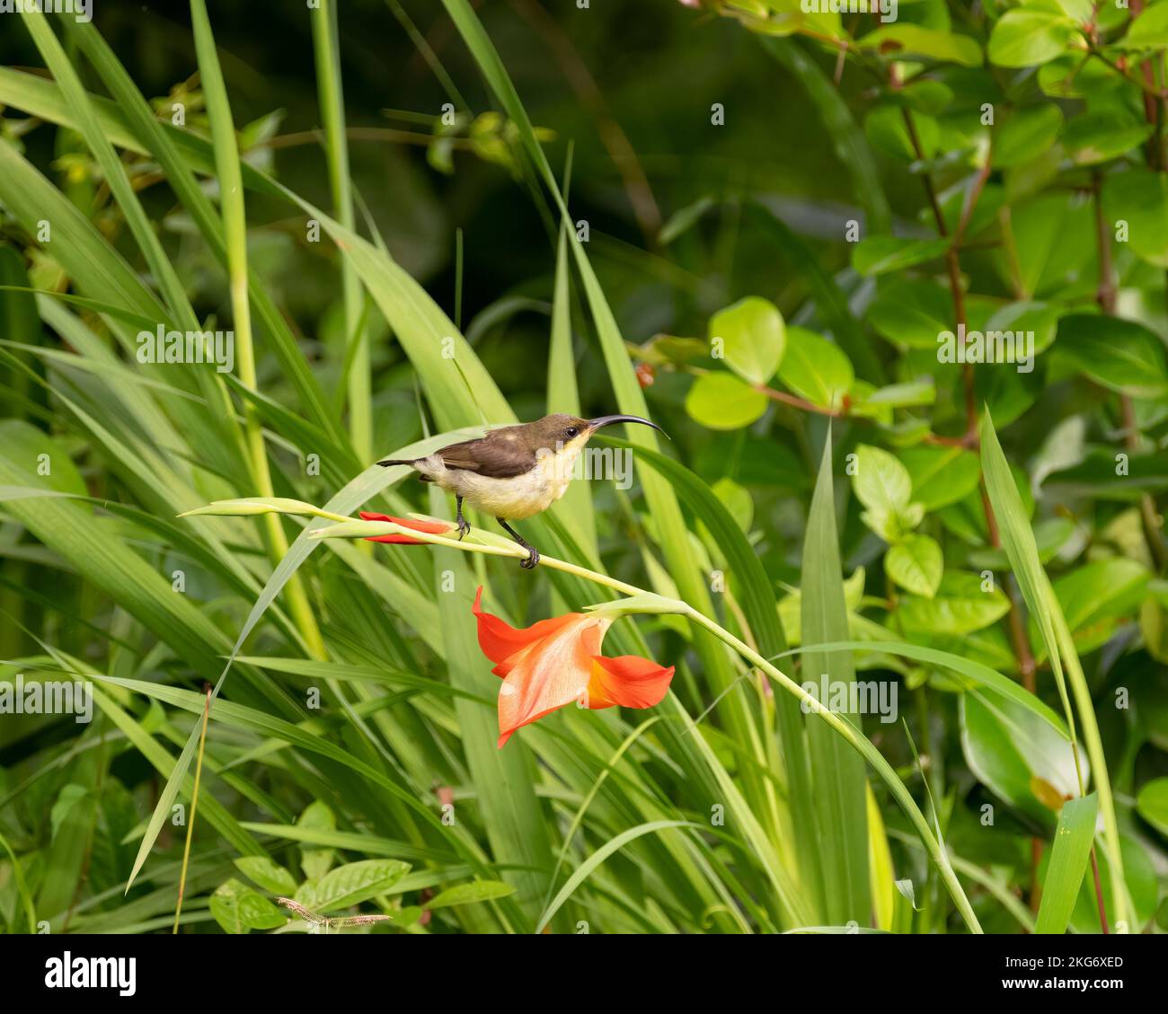 Female Loten's sunbird (Cinnyris lotenius) perched on a Gladiolus flower plant in the garden at Mangalore, Karnataka in India. Also known as the Long- Stock Photo